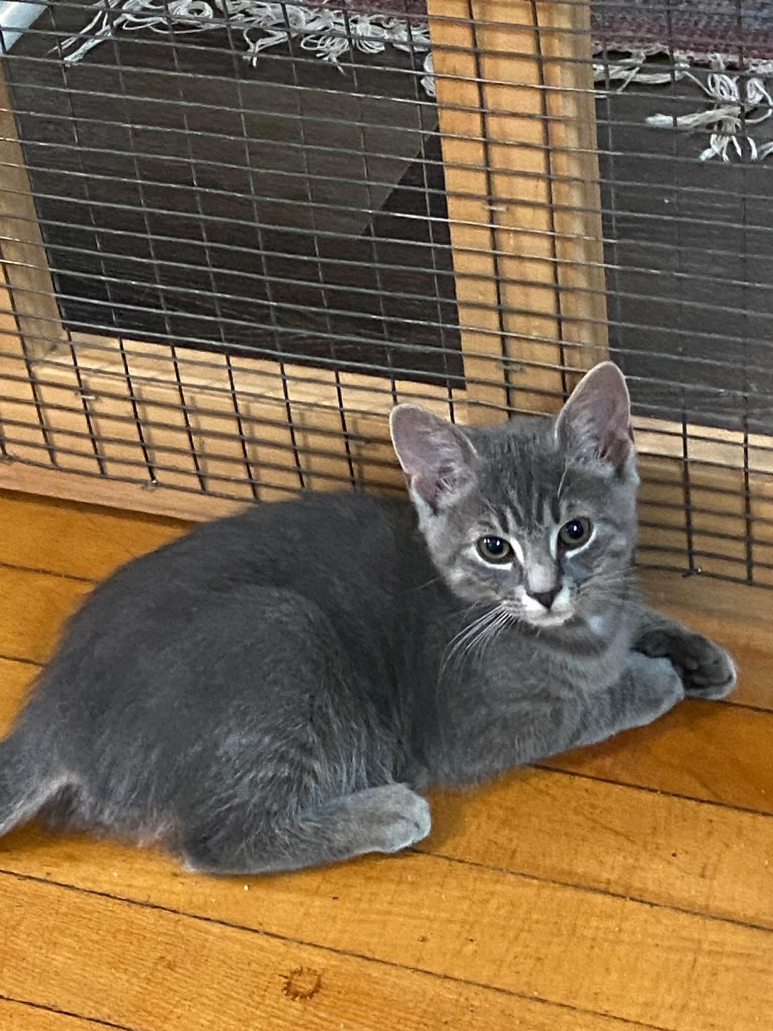 Enlarge Kittens - adopted as pairs only, a Adoptable mixed breed in Bath, ME image 5/6