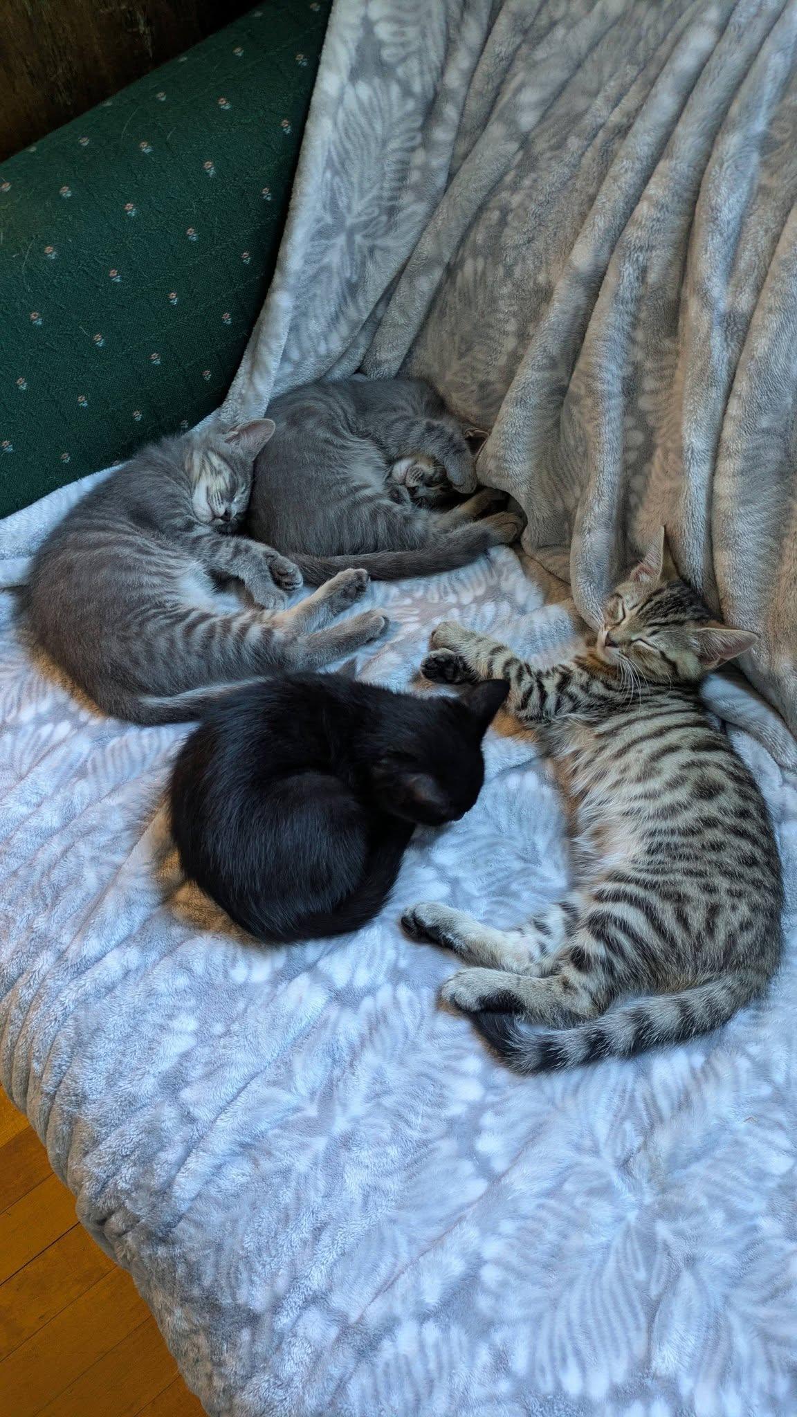 Kittens - adopted as pairs only, Adoptable, Kitten Female Domestic Short Hair.