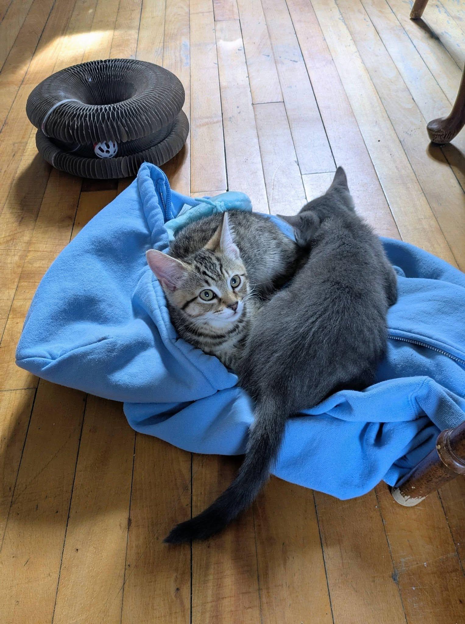 Enlarge Kittens - adopted as pairs only, a Adoptable mixed breed in Bath, ME image 6/6
