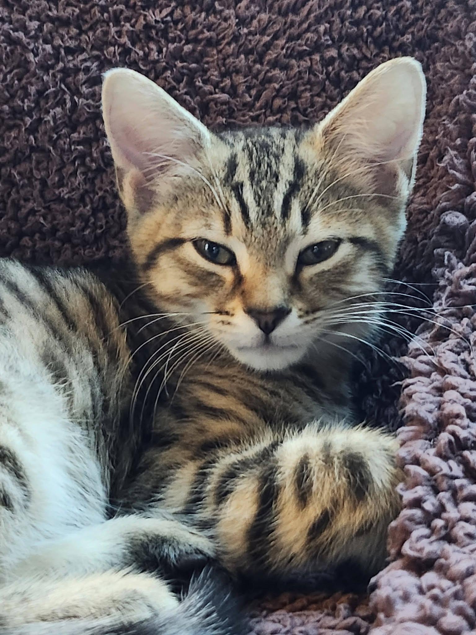 Enlarge Kittens - adopted as pairs only, a Adoptable mixed breed in Bath, ME image 2/6