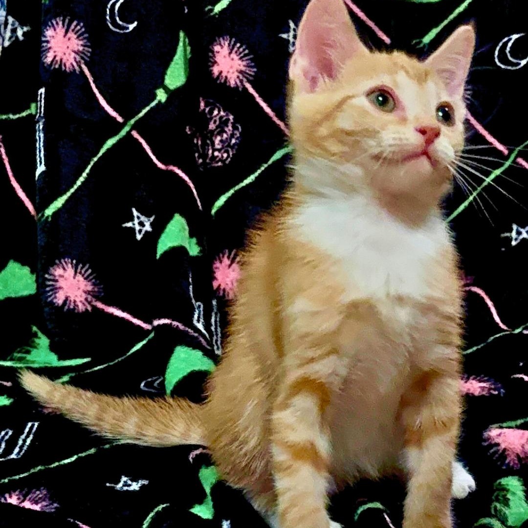 TinMan (adoptable 1/30), Adoptable, Kitten Male Domestic Short Hair.