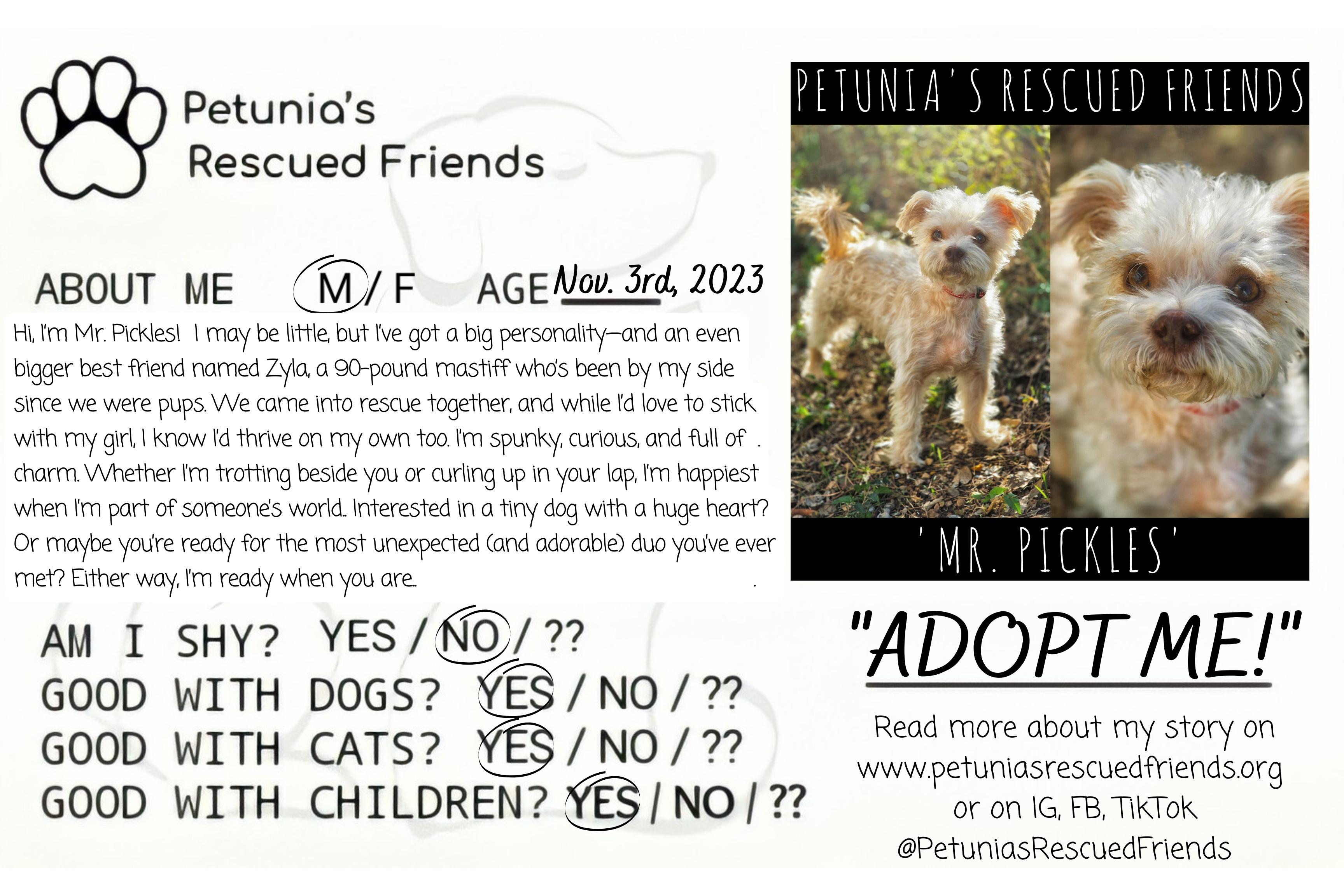 Enlarge Zyla (& Mr. Pickles), a Adoptable Mastiff in Castroville, TX image 2/4