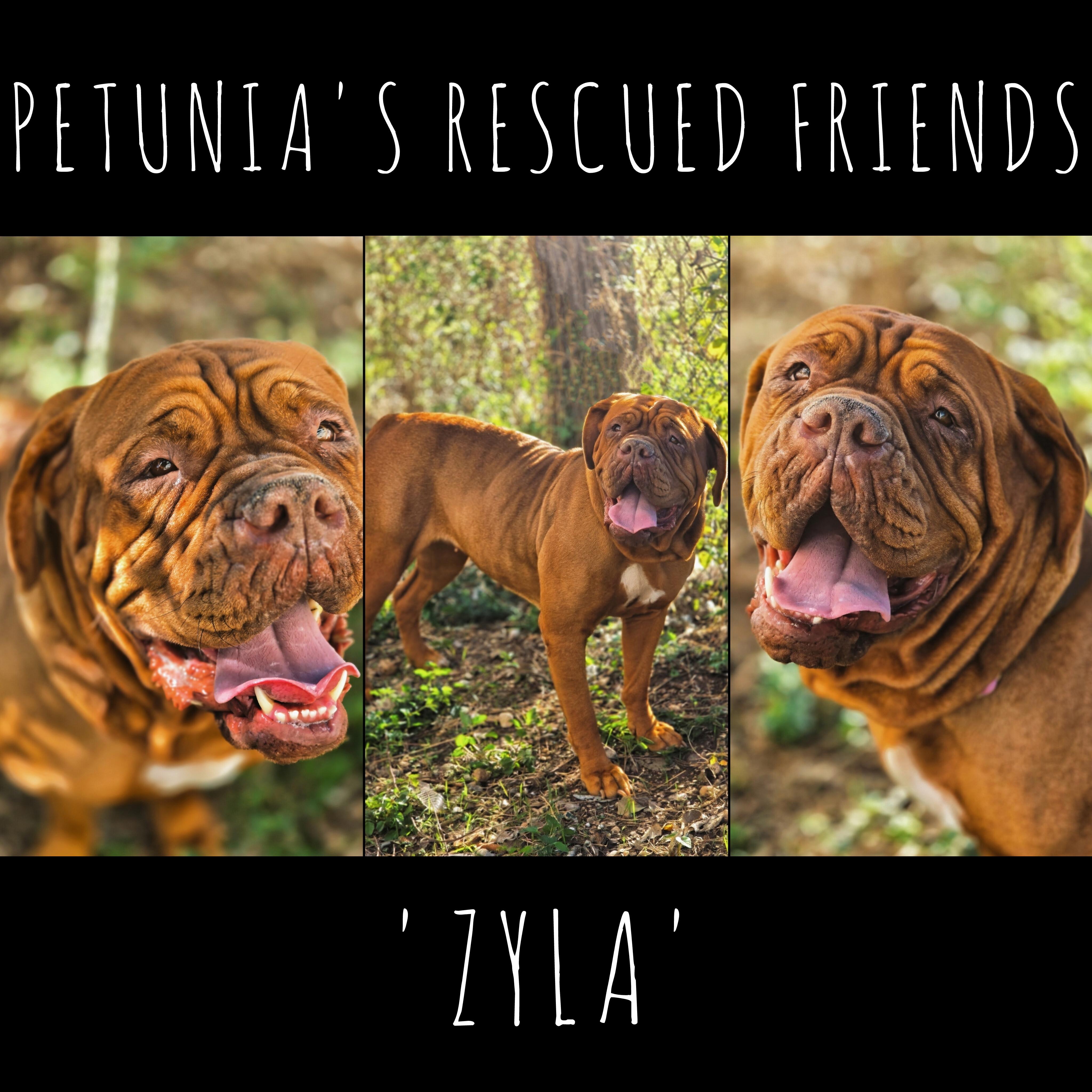 Enlarge Zyla (& Mr. Pickles), a Adoptable Mastiff in Castroville, TX image 3/4
