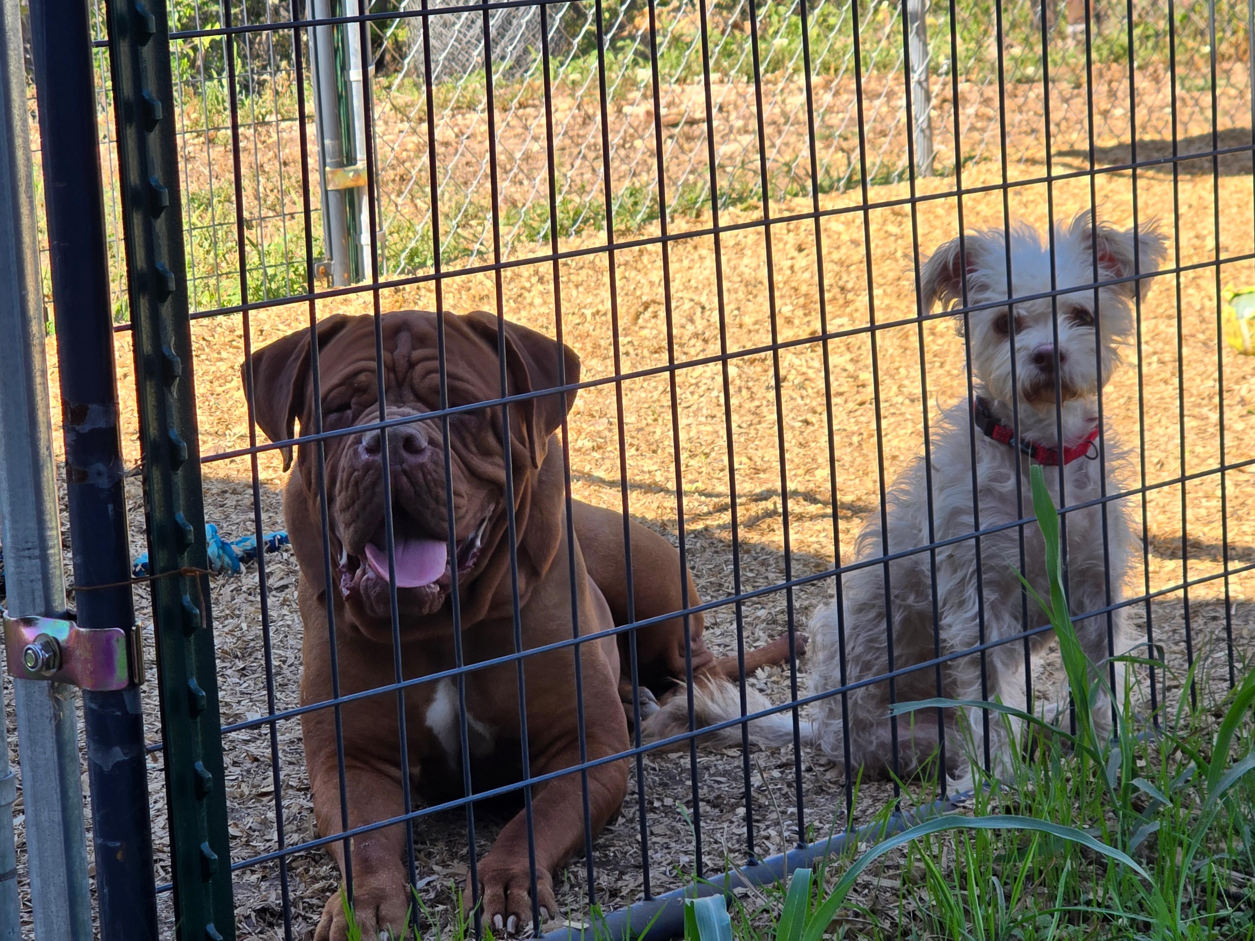 Enlarge Zyla (& Mr. Pickles), a Adoptable Mastiff in Castroville, TX image 4/4