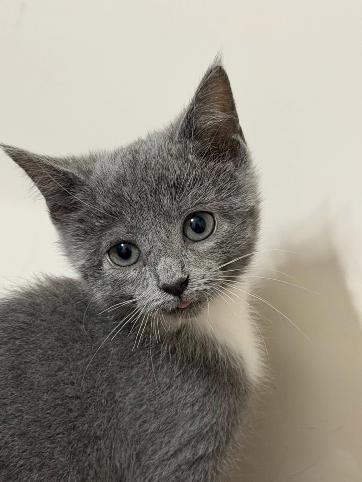 Enlarge Viscountess Winifred Kitcombe of Mewsvale, a ADOPTABLE Domestic Short Hair in Knoxville, TN image 1/1