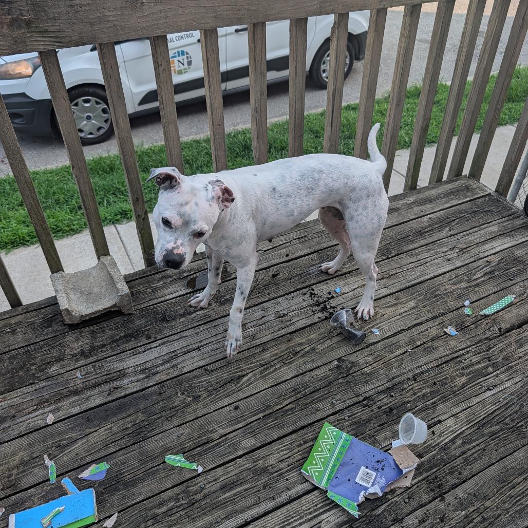Enlarge Freya, a Adoptable Pit Bull Terrier in Melbourne, KY image 1/1