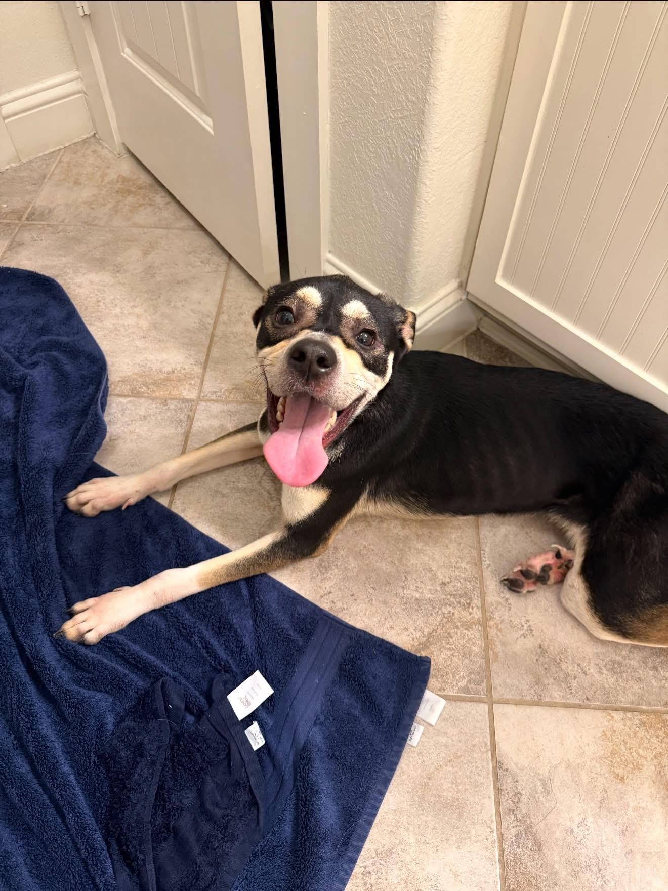 Maureen, an adopted mixed breed in Spring, TX image 3/5