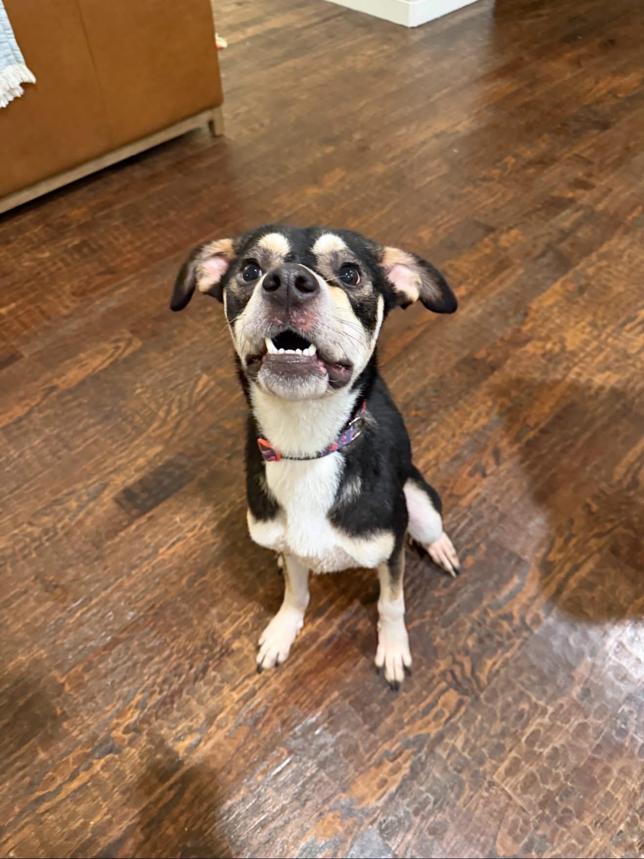 Maureen, an adopted mixed breed in Spring, TX image 1/5