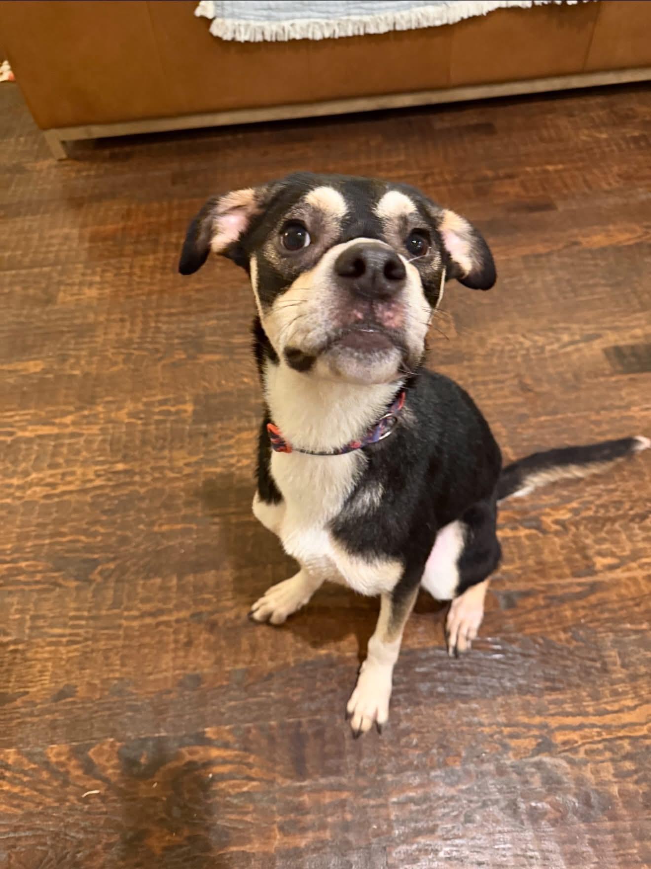 Maureen, an adopted mixed breed in Spring, TX image 2/5