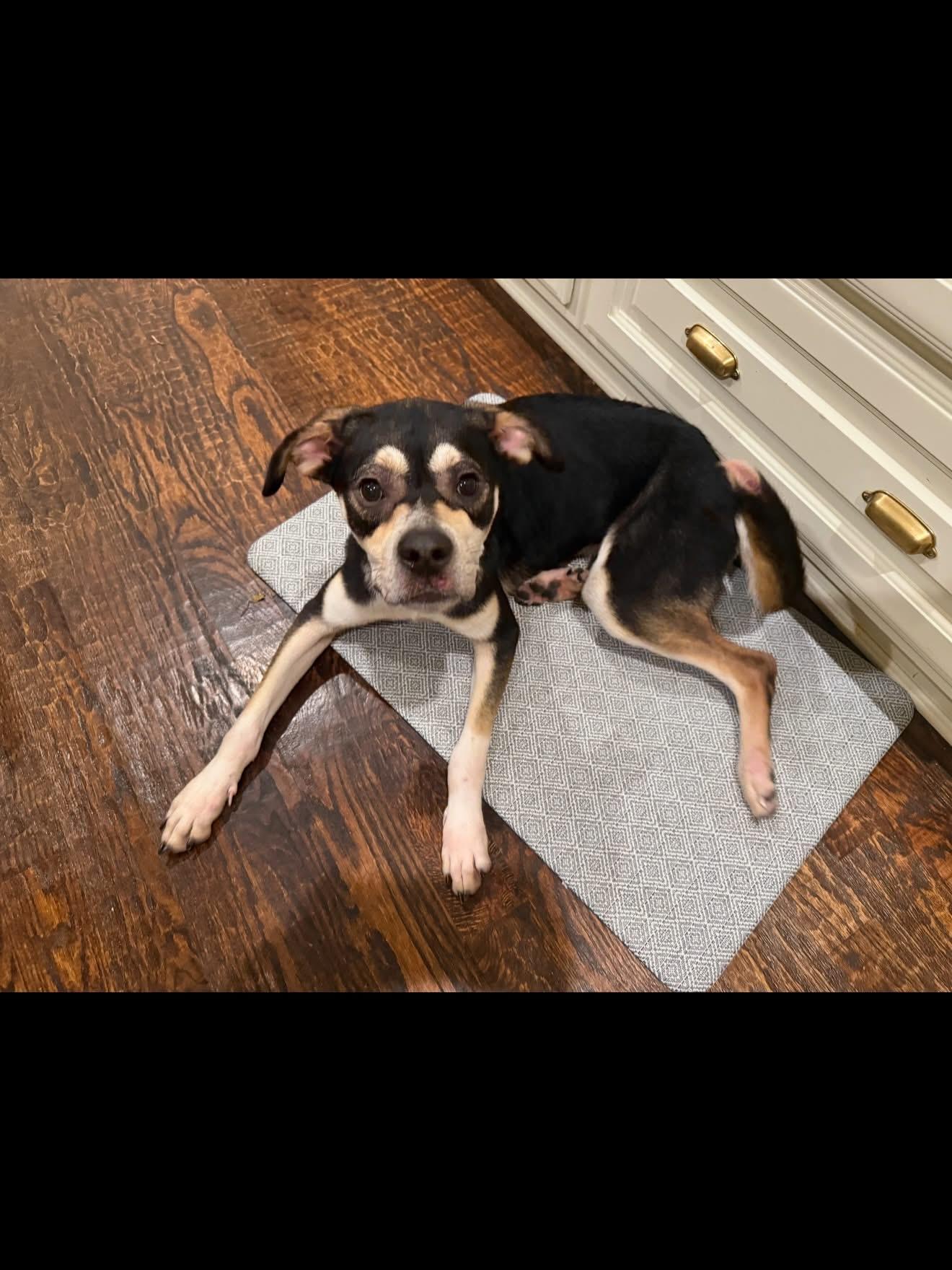 Maureen, an adopted mixed breed in Spring, TX image 5/5