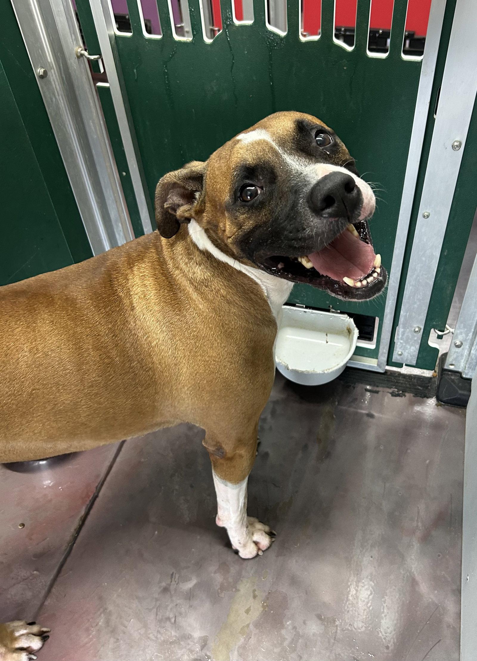 Tank, Adoptable, Adult Male Boxer.