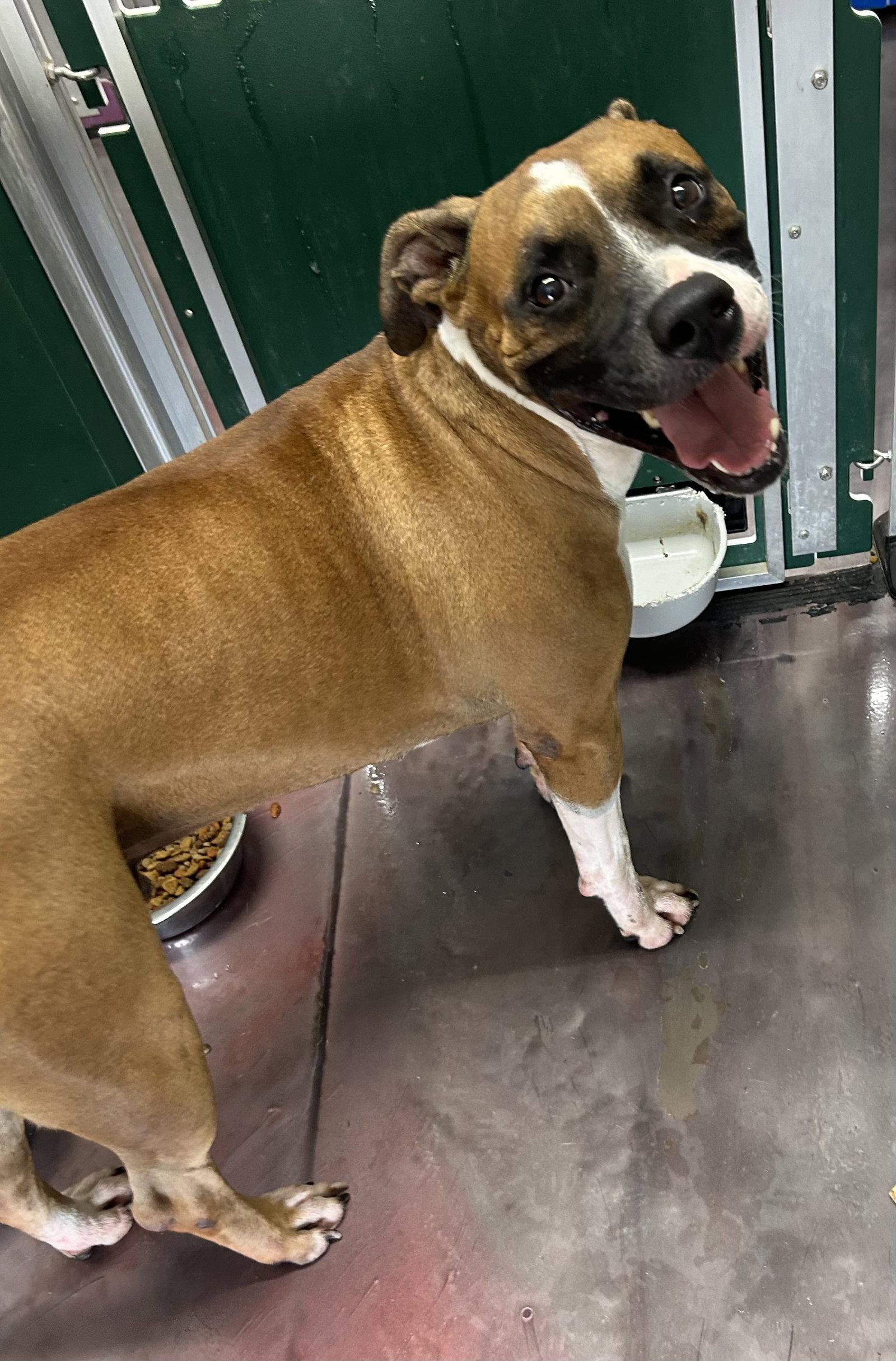 Enlarge Tank, a Adoptable Boxer in Corning, AR image 2/3