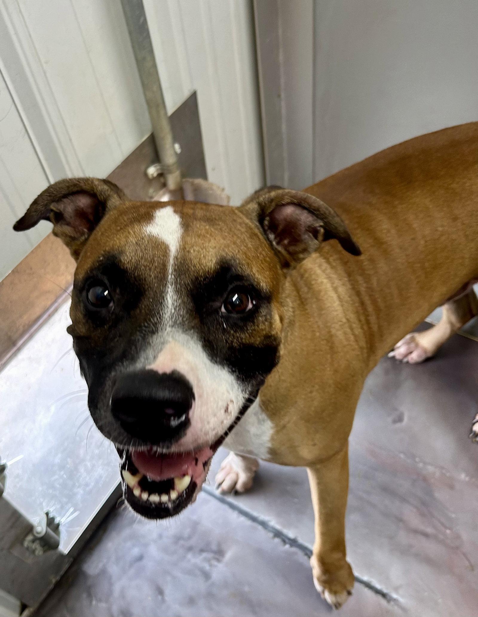 Enlarge Tank, a Adoptable Boxer in Corning, AR image 3/3