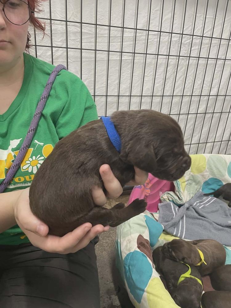 Darby, Adopted, Puppy Male Mixed Breed.