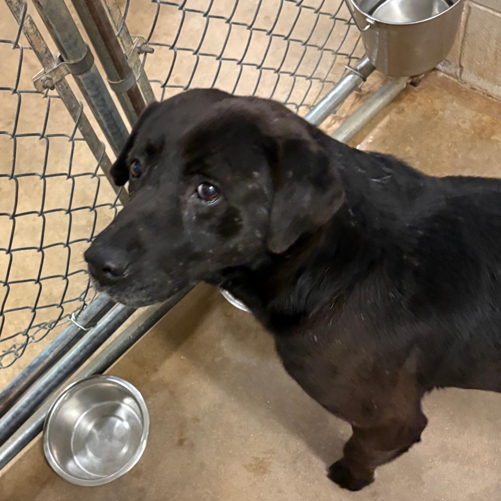 Enlarge Sahara - 010906U, a Adoptable Mixed Breed in Tupelo, MS image 1/3