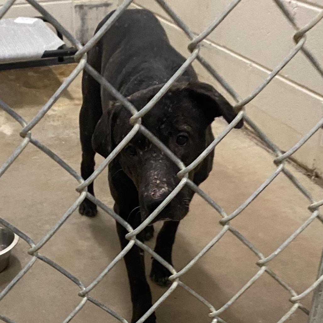 Enlarge Sahara - 010906U, a Adoptable Mixed Breed in Tupelo, MS image 3/3