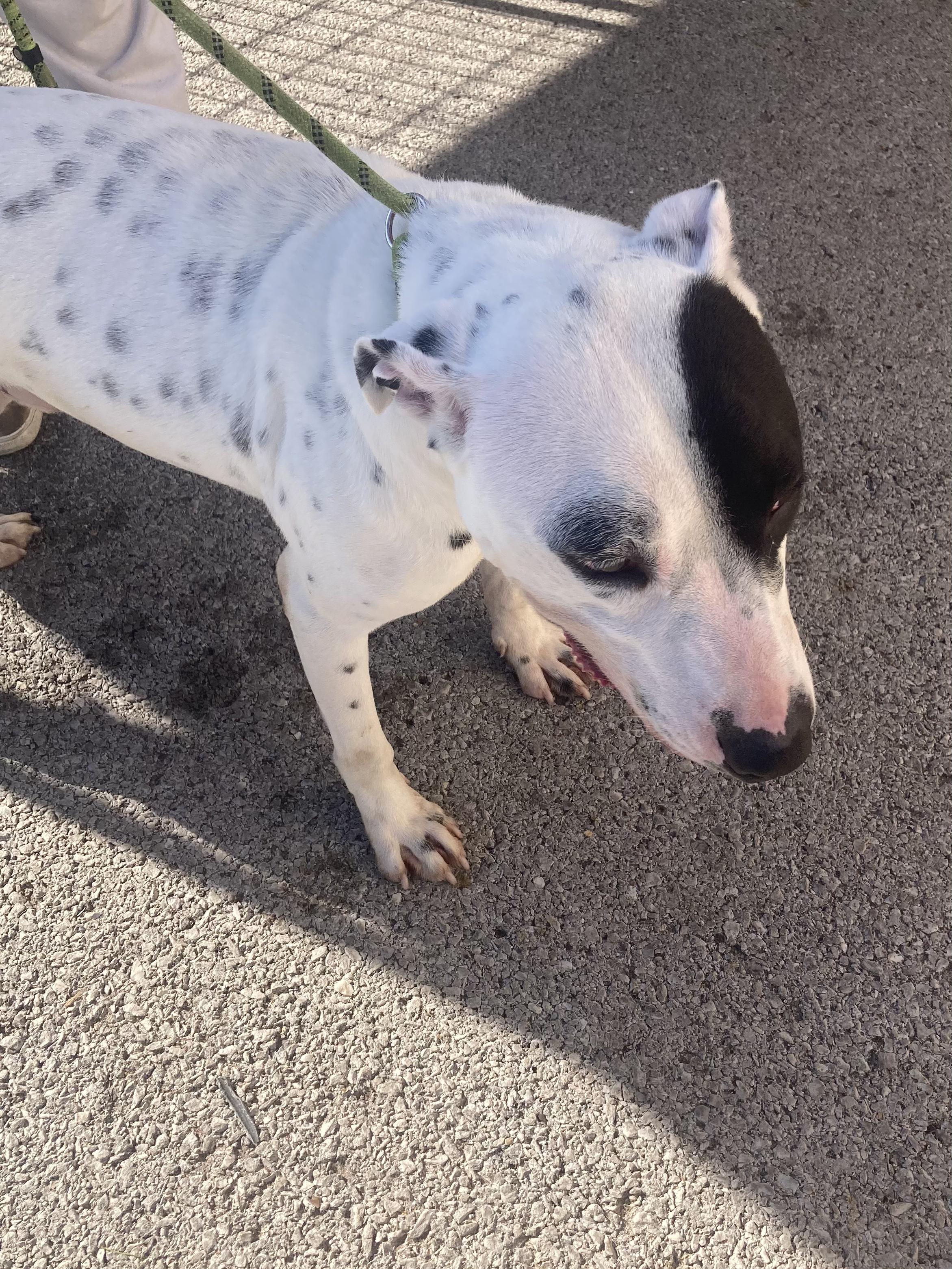 Petey, a Adoptable mixed breed in Hopkinsville, KY image 1/5