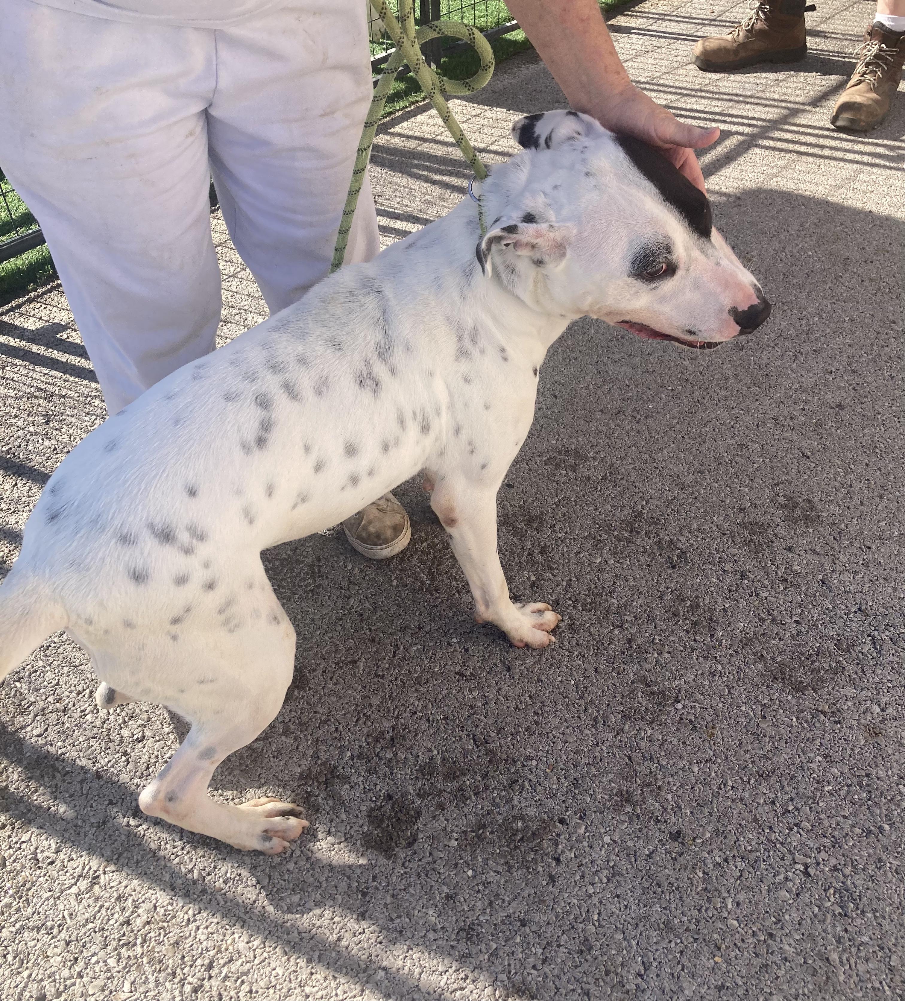 Petey, a Adoptable mixed breed in Hopkinsville, KY image 2/5