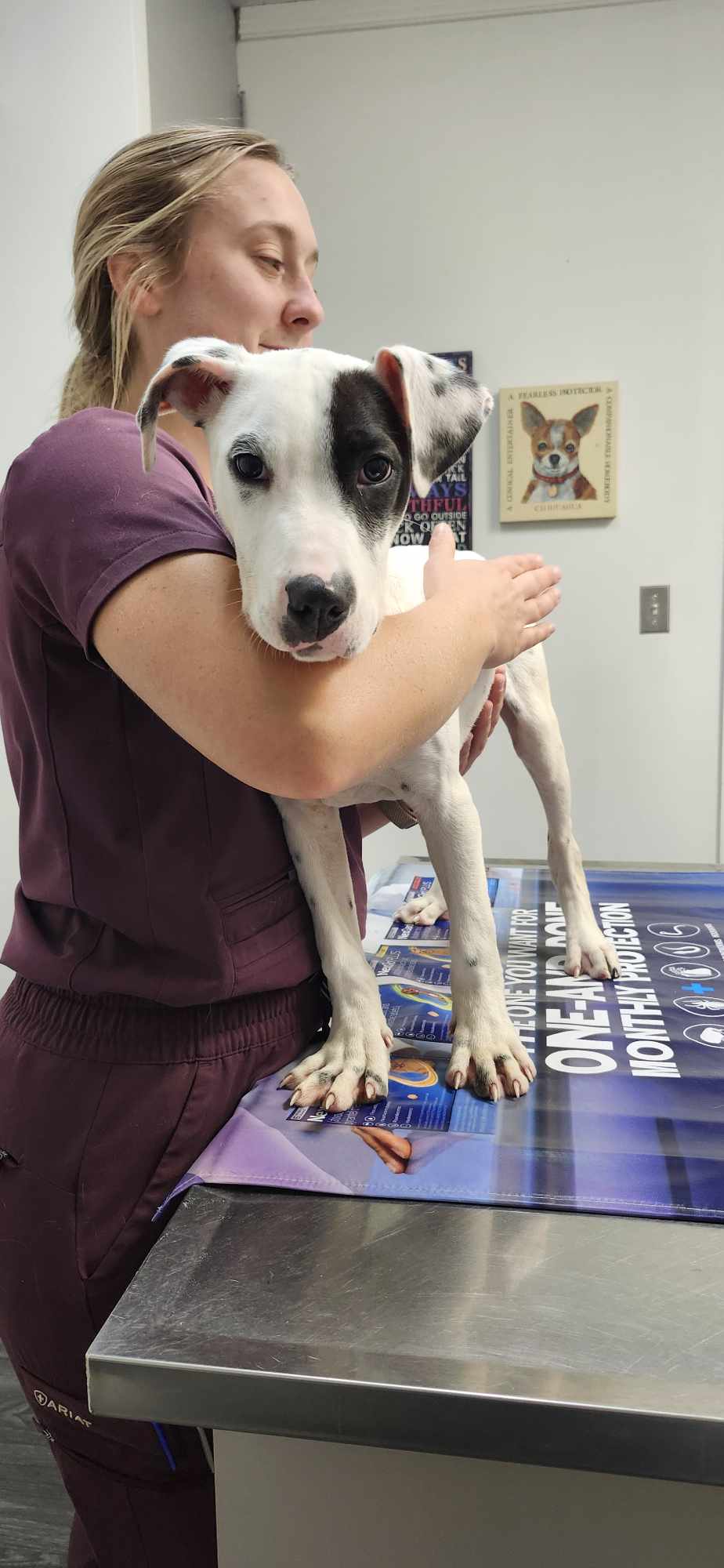 Enlarge Petey, a Adoptable mixed breed in Hopkinsville, KY image 3/3