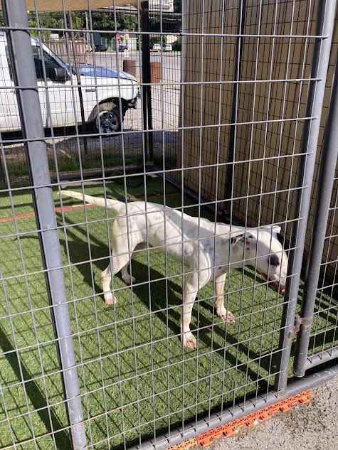 Enlarge Petey, a Adoptable mixed breed in Hopkinsville, KY image 2/3