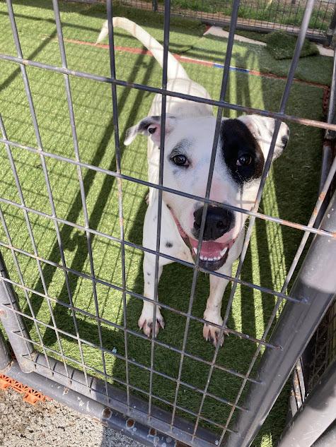 Enlarge Petey, a Adoptable mixed breed in Hopkinsville, KY image 1/3