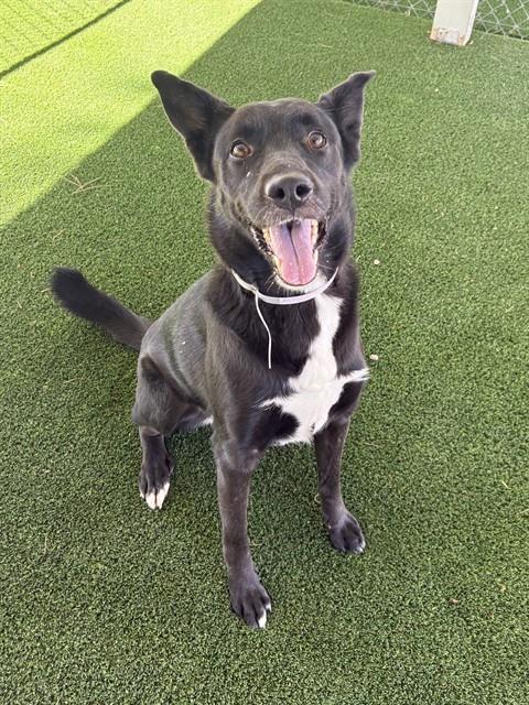 ORCHID, Adoptable, Adult Female Australian Kelpie & Mixed Breed.