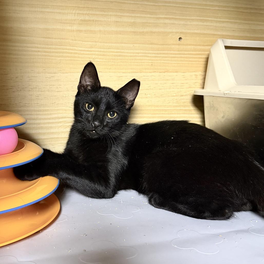 Enlarge Milo, a Adoptable Domestic Short Hair in Long Beach, CA image 1/1