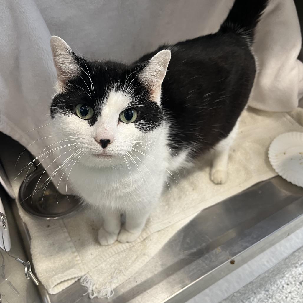 Enlarge Smore's, a Adoptable Domestic Short Hair in Fort Wayne, IN image 1/3