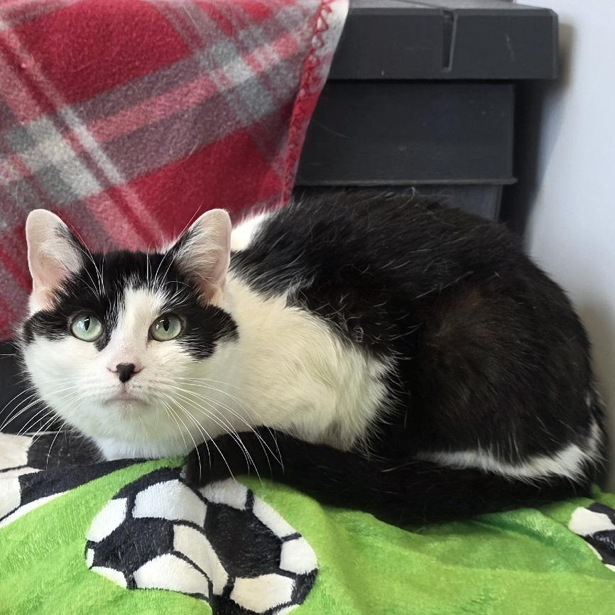 Enlarge Smore's, a Adoptable Domestic Short Hair in Fort Wayne, IN image 2/3