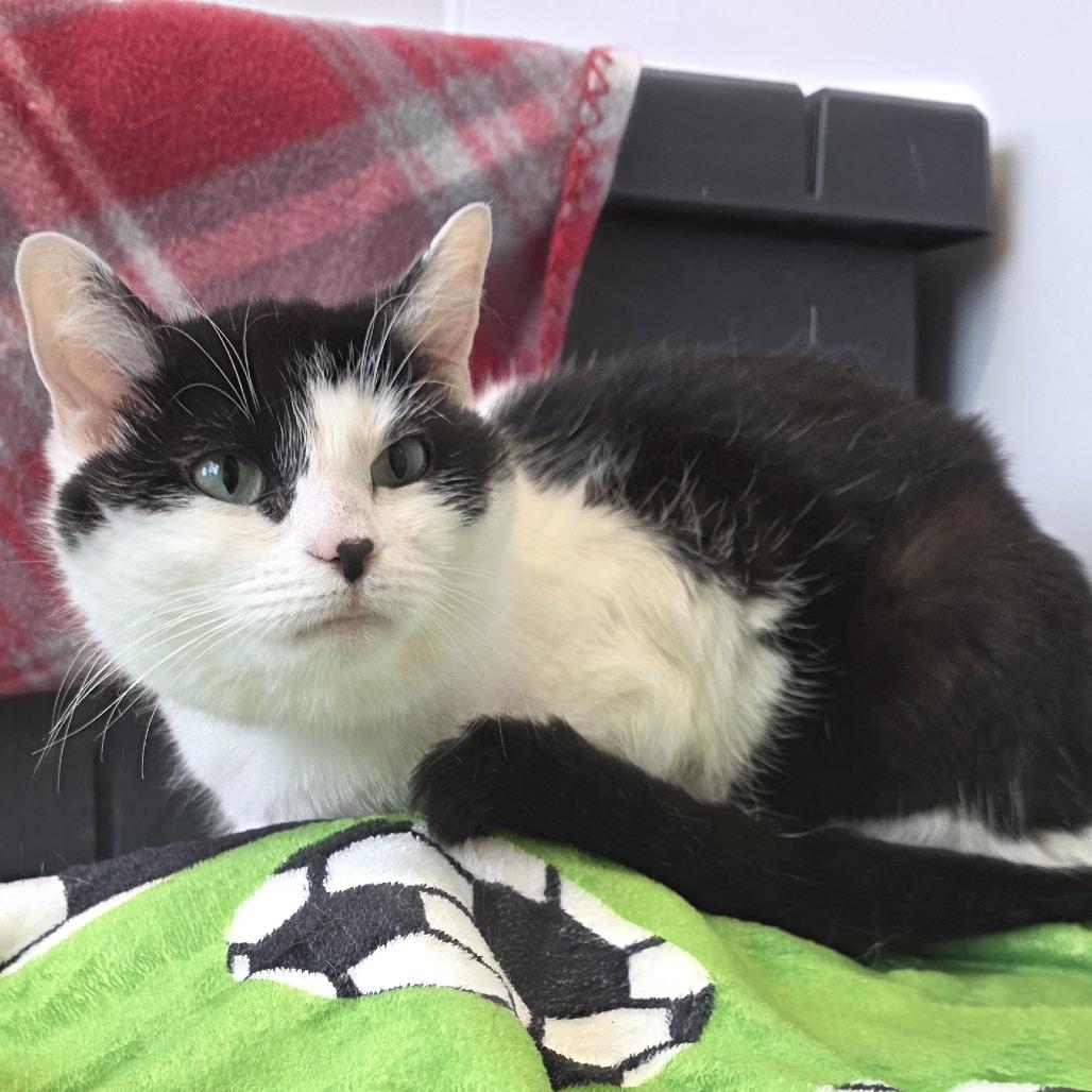 Enlarge Smore's, a Adoptable Domestic Short Hair in Fort Wayne, IN image 3/3