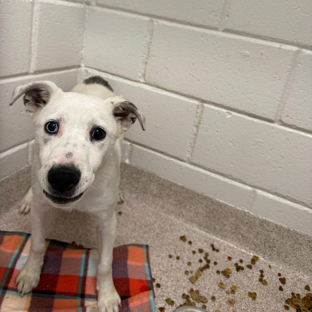 Chowder, Adoptable, Young Male Whippet.