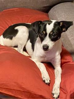 Sophie, a Adopted mixed breed in Tampa, FL image 2/6