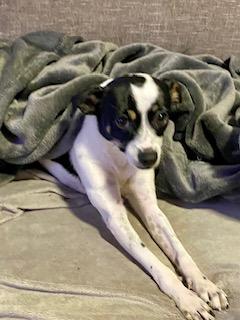 Sophie, a Adopted mixed breed in Tampa, FL image 3/6