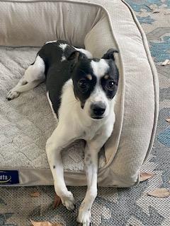 Sophie, a Adopted mixed breed in Tampa, FL image 6/6