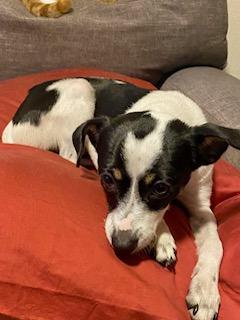 Sophie, a Adopted mixed breed in Tampa, FL image 1/6