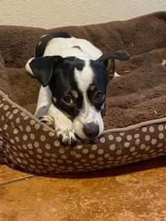 Sophie, a Adopted mixed breed in Tampa, FL image 5/6