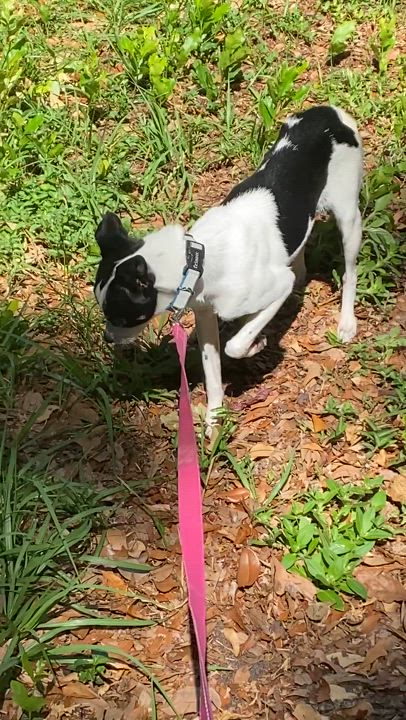 Enlarge Sophie, a Adopted mixed breed in Tampa, FL video 4/6