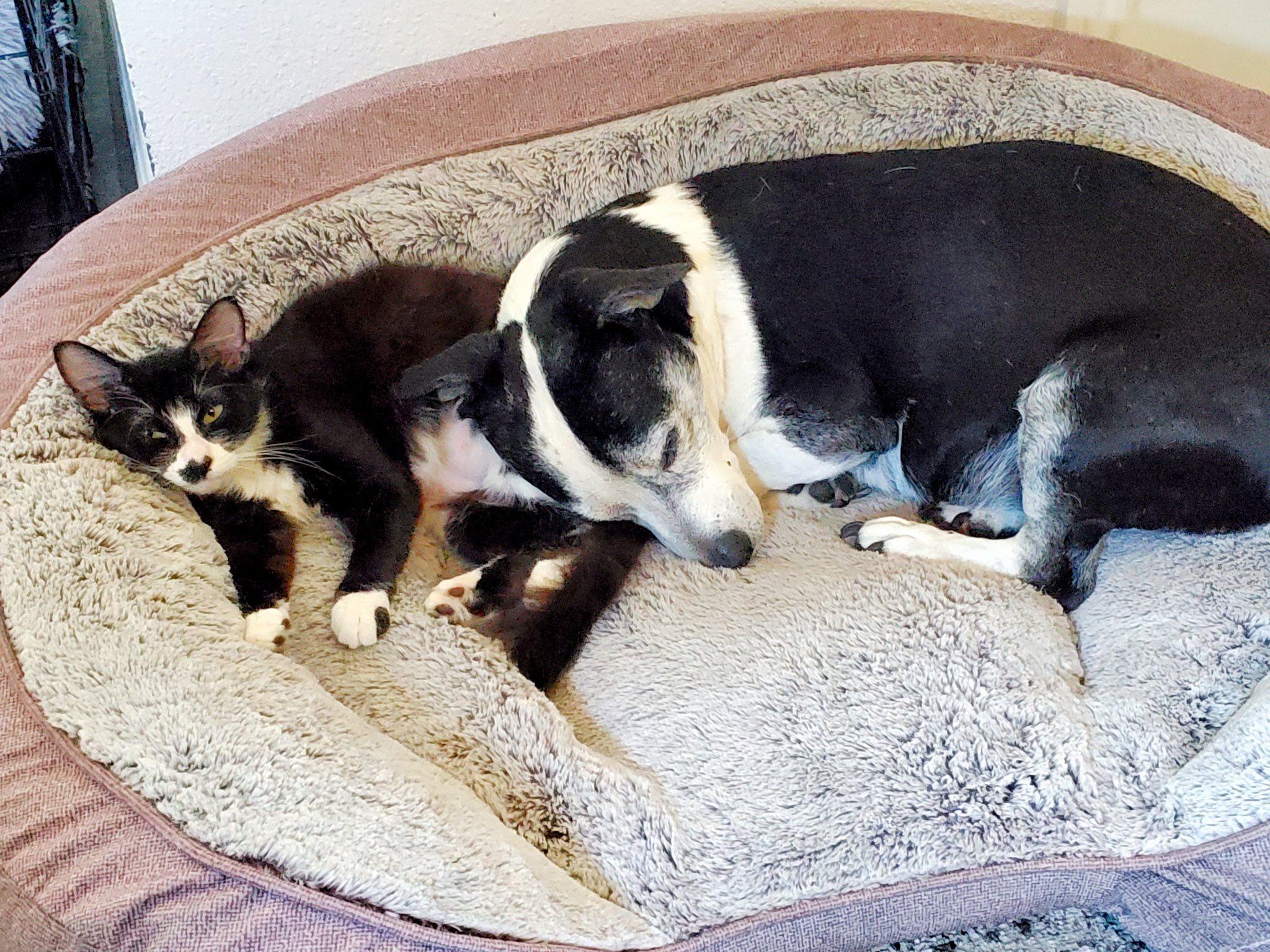 Enlarge APHRODITE, an adopted Domestic Long Hair in Beverly Hills, CA image 3/4