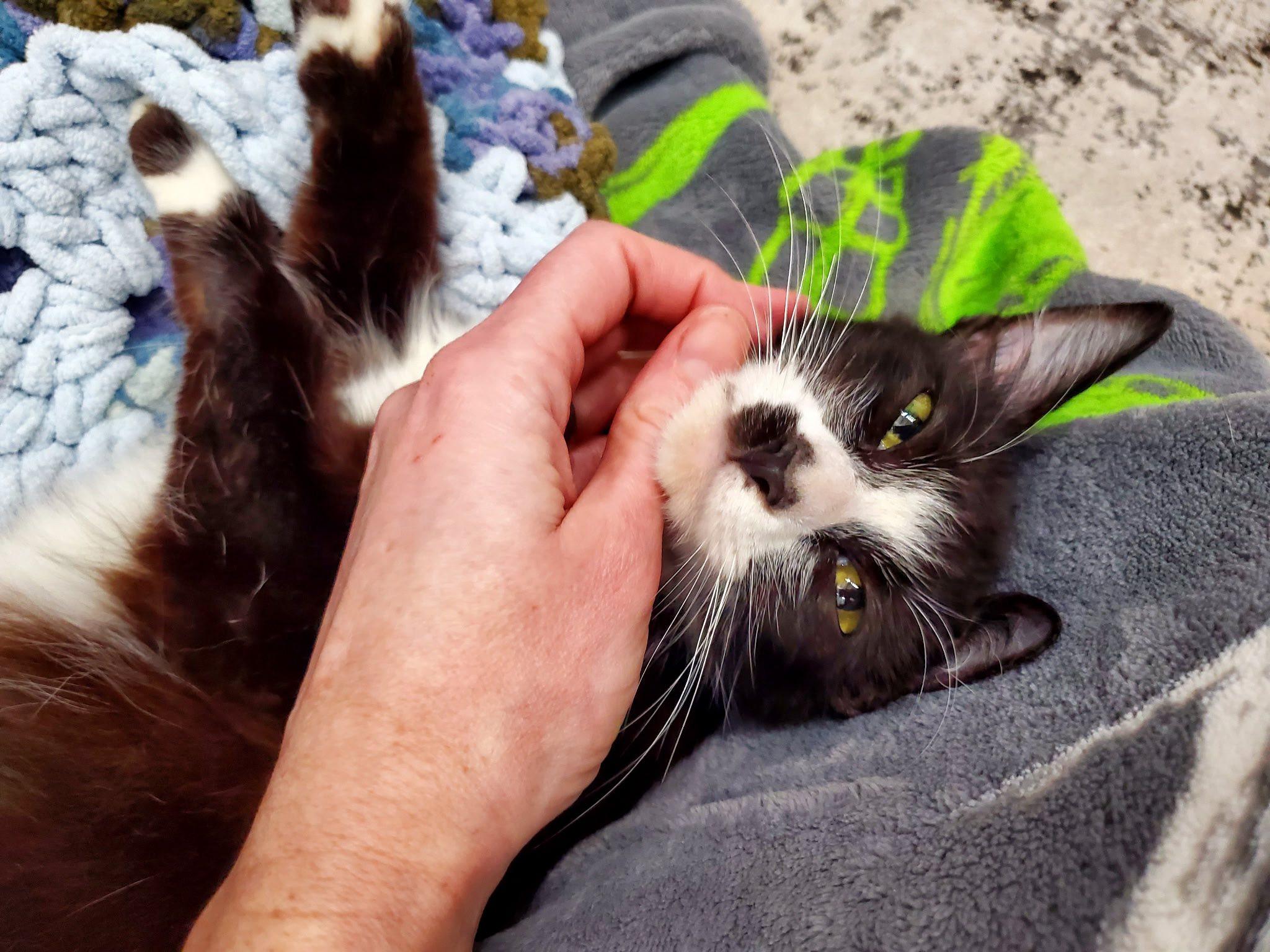 Enlarge APHRODITE, an adopted Domestic Long Hair in Beverly Hills, CA image 2/4