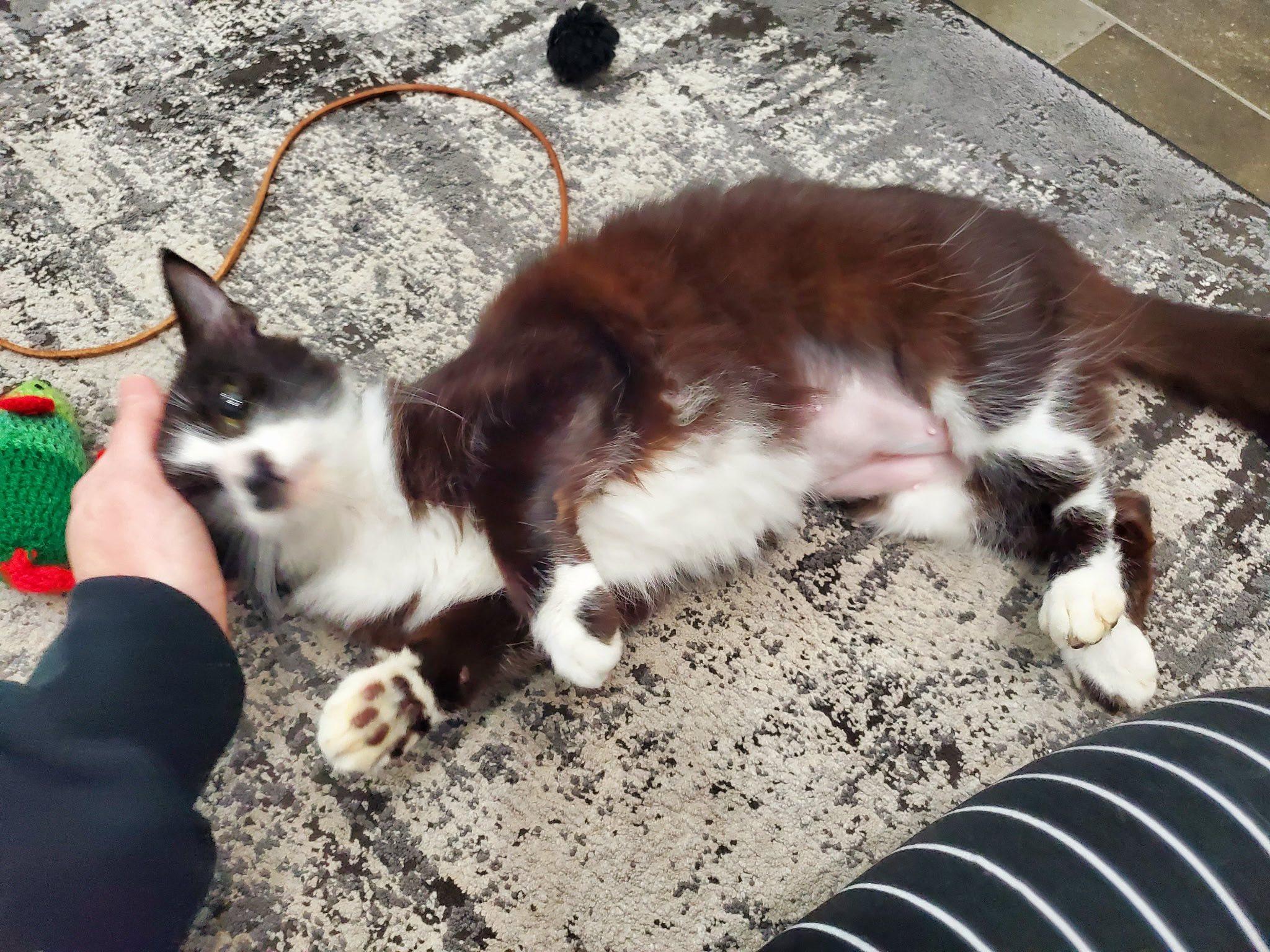 APHRODITE, adopted, Young Female Domestic Long Hair.