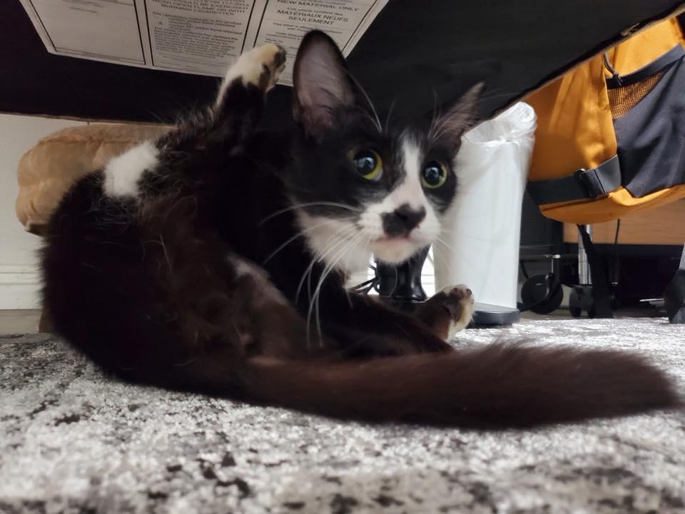 Enlarge APHRODITE, an adopted Domestic Long Hair in Beverly Hills, CA image 4/4