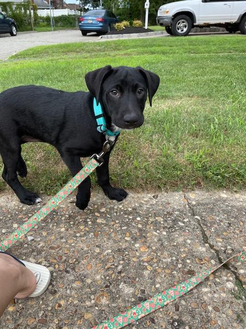 Enlarge Jenny, a Adopted Labrador Retriever in Morganville, NJ image 1/1
