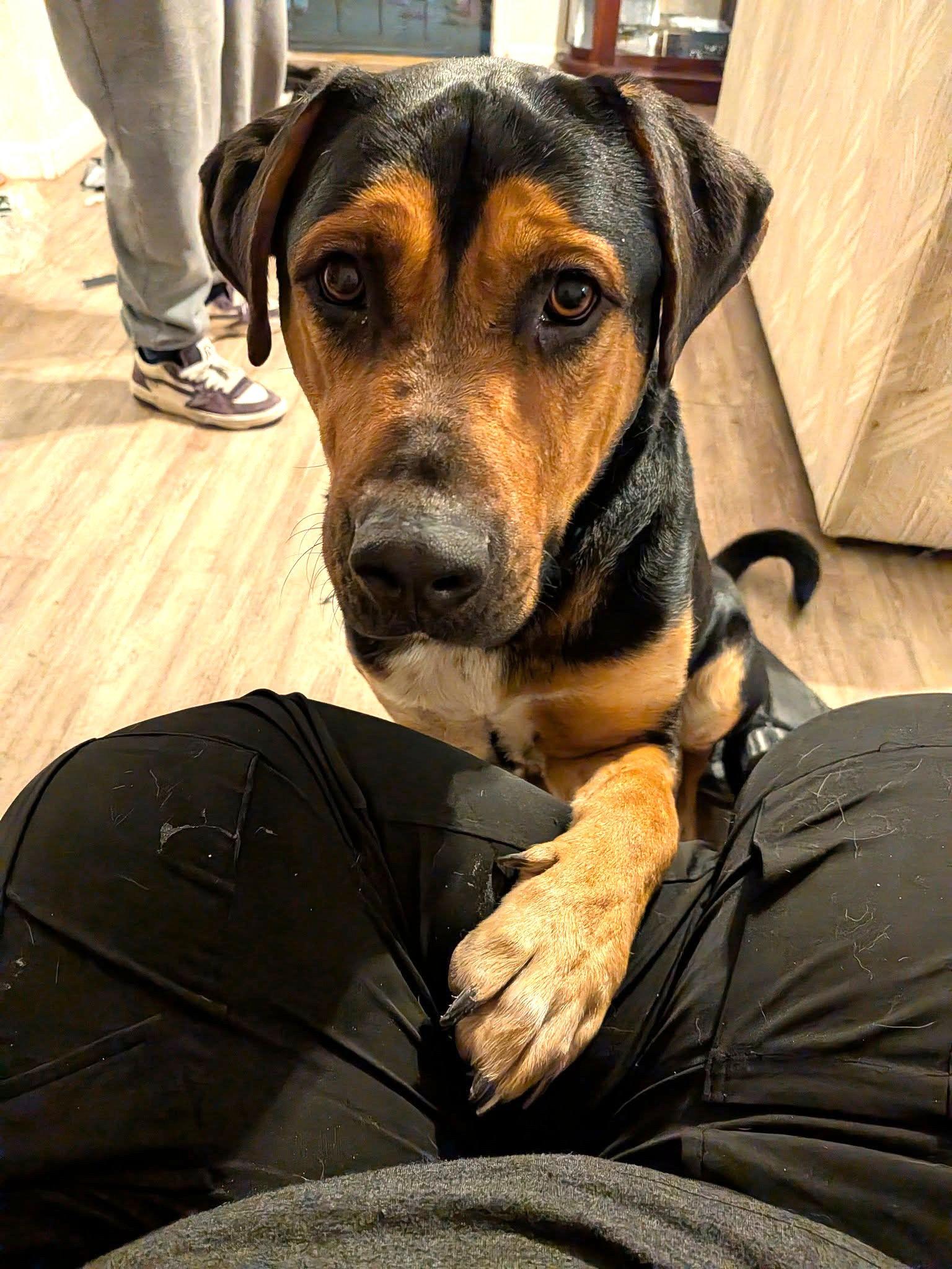 RALPH LAUREN, Adopted, Young Male Beagle & Hound.