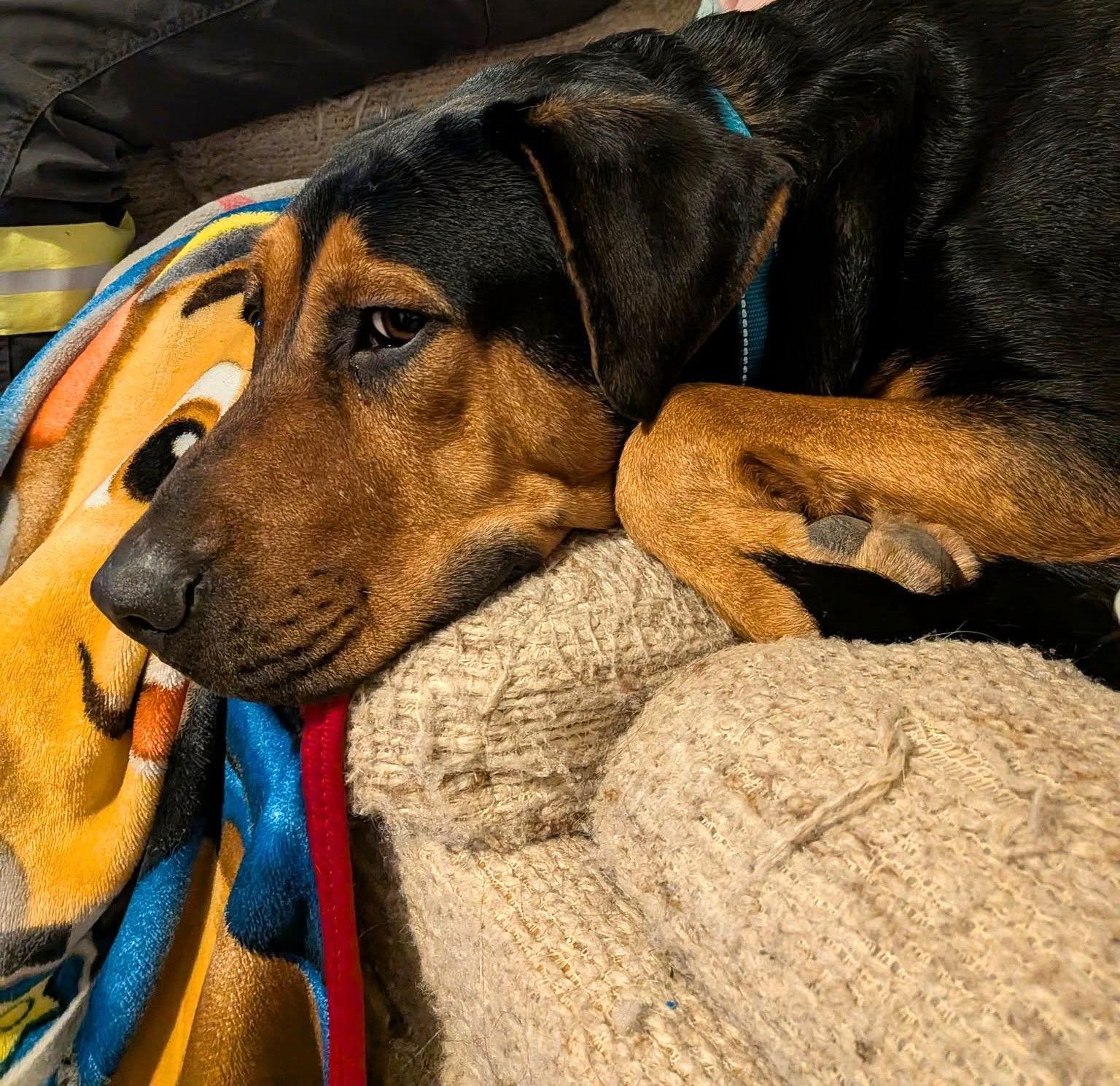 Enlarge RALPH LAUREN, a Adopted mixed breed in Chandler, AZ image 3/3