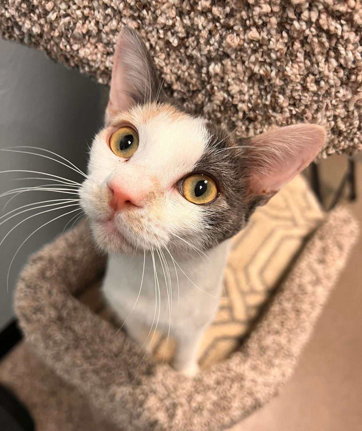 Cupcake, Adoptable, Adult Female Domestic Short Hair.