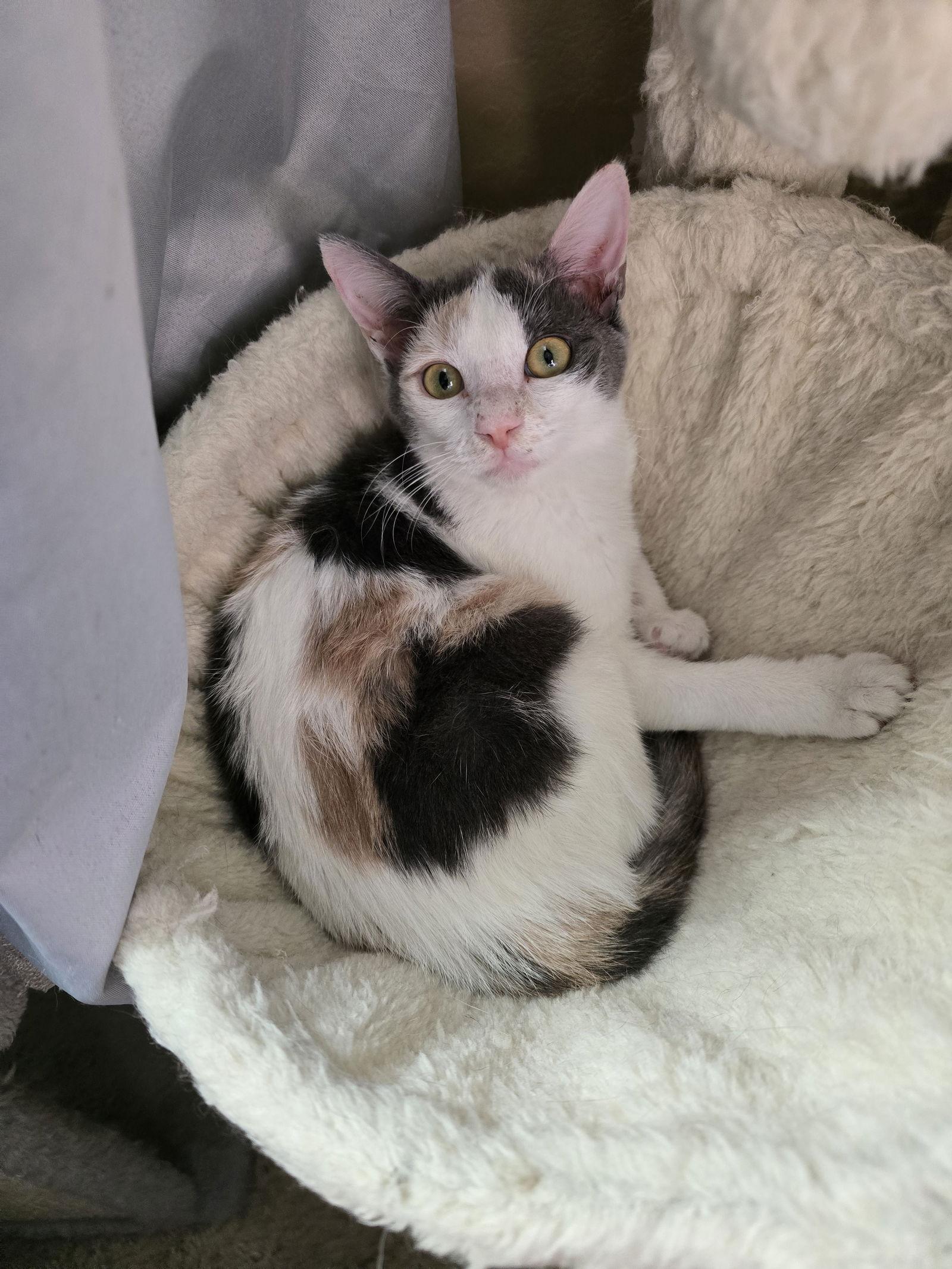 Enlarge Cupcake, a Adoptable Domestic Short Hair in Glendale, AZ image 2/3