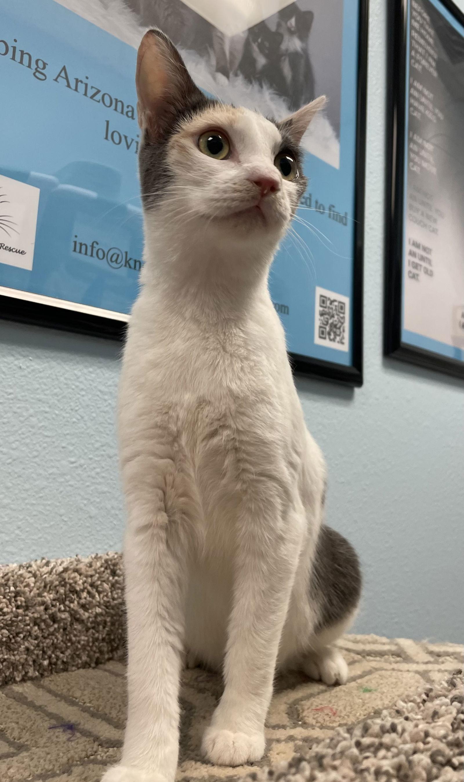 Enlarge Cupcake, a Adoptable Domestic Short Hair in Glendale, AZ image 3/3