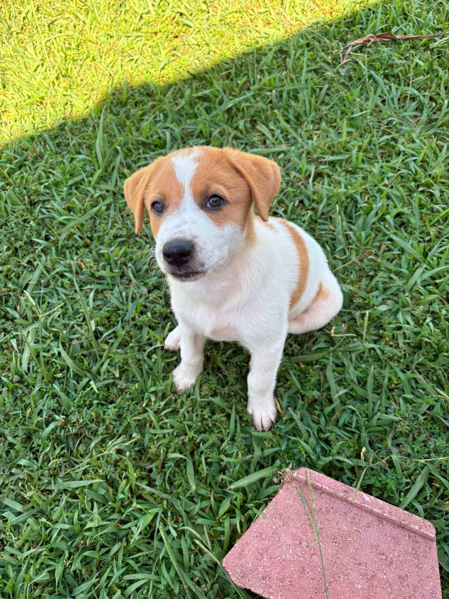 Enlarge Charlie, a ADOPTABLE mixed breed in Cleveland, OK image 2/2