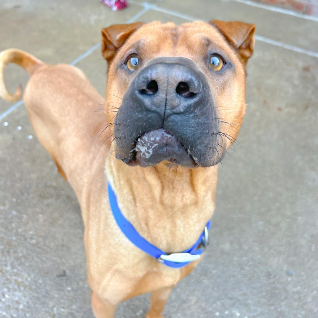 Enlarge Nixon, a Adoptable Shar-Pei in Tulsa, OK image 1/5