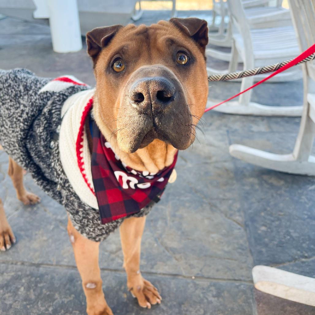 Enlarge Nixon, a Adoptable Shar-Pei in Tulsa, OK image 2/5